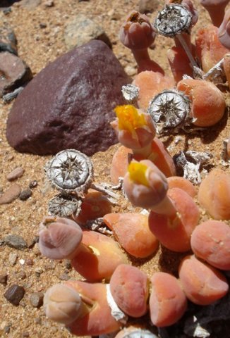 Vanheerdea roodiae buds and past flowers